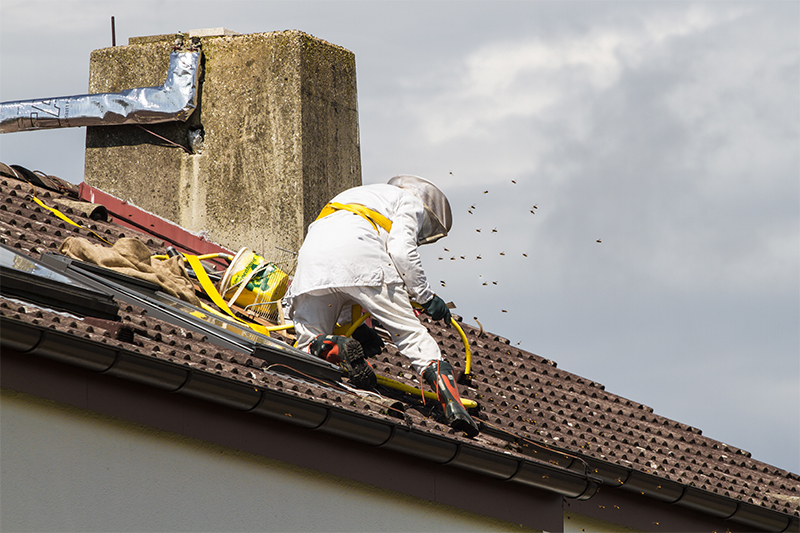 Bee Pest Control in Bath Somerset