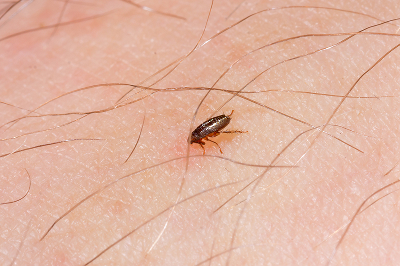 Flea Pest Control in Bath Somerset