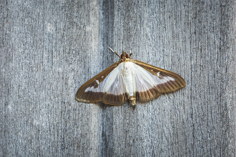 Moth Pest Control in Bath Somerset